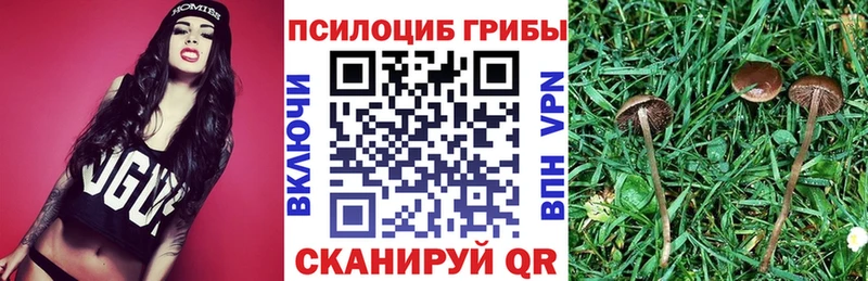 Галлюциногенные грибы Psilocybine cubensis  Духовщина 
